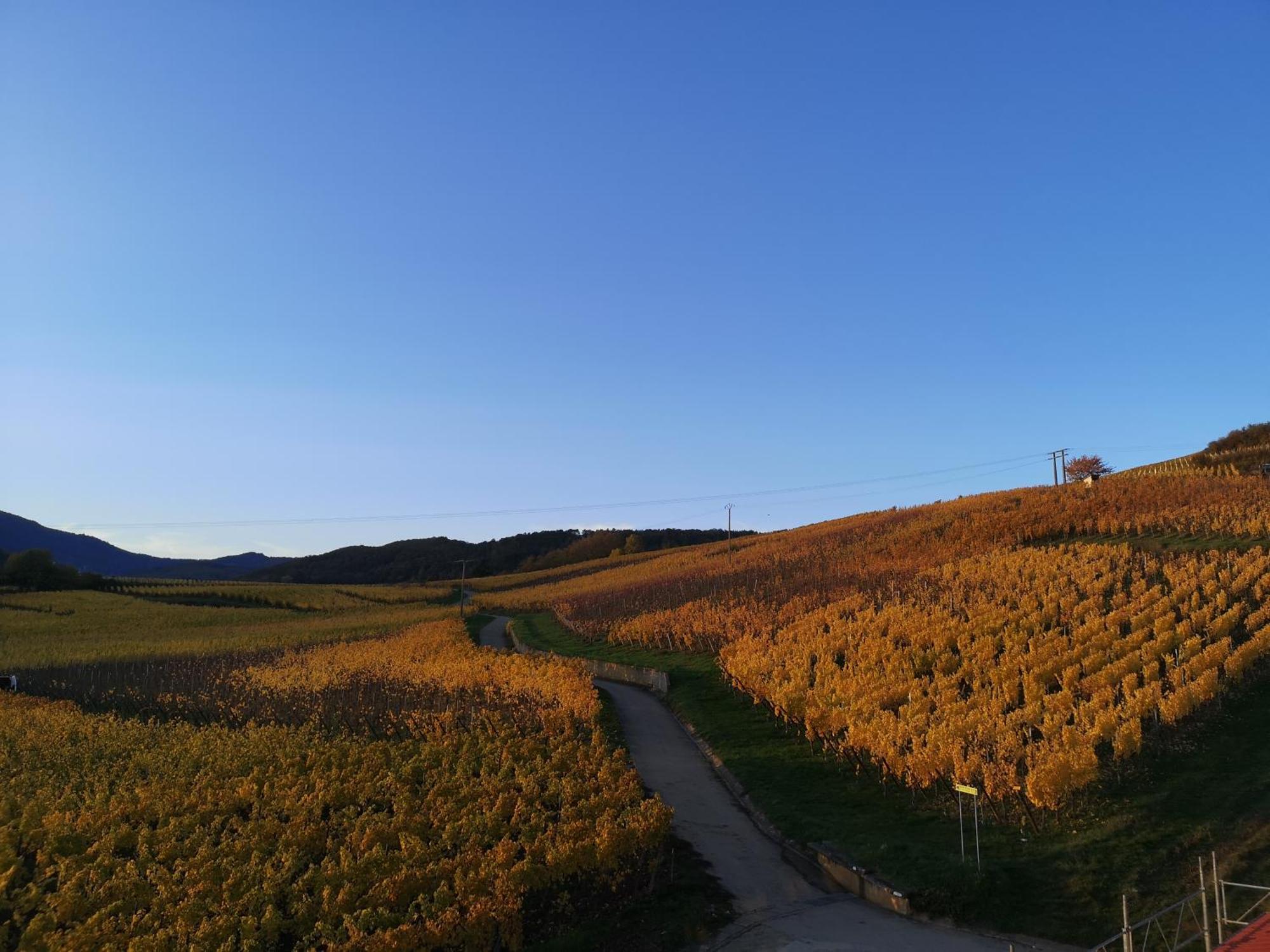 Apartamento Cocon De Caractere Au Coeur Des Vignes Alsaciennes Bergheim Exterior foto